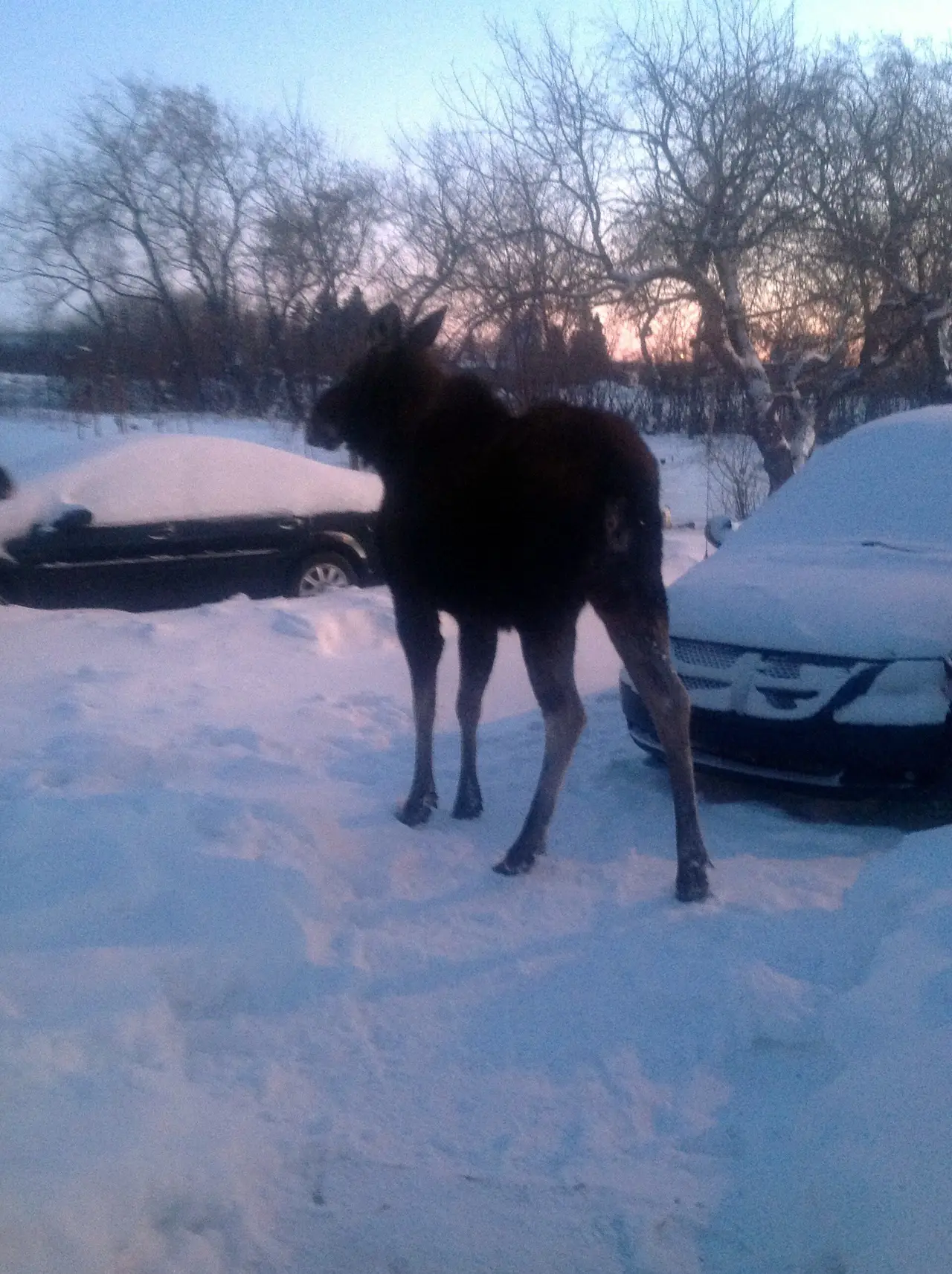 Moose among snowy parked cars, 2013